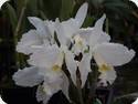 Cattleya lueddemanniana alba